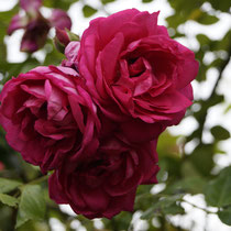 Kletterrosenblüte Ende Juni