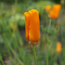 kalifornischer Mohn bei regnerischem Wetter