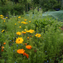 Selbstaussäherbeet Kleingarten Brühl Mai 2014