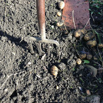 Grabgabel, Umgraben, Erde, Kartoffelfunde