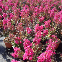 LAGERSTROEMIA , Fournisseur/ Producteur / Conteneur / INDICA BORDEAUX, RHAPSODY IN PINK, RED IMPERATOR, CATAWBA , DYNAMITE, INDIYA CHARMS®, ROSEA ,