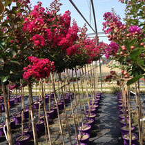 Fournisseur/ Producteur / Conteneur / LAGERSTROEMIA , INDICA BORDEAUX, RHAPSODY IN PINK, RED IMPERATOR, CATAWBA , DYNAMITE, INDIYA CHARMS®, ROSEA ,