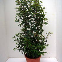 PRUNUS LUSATANICA  ANGUSTIFOLIA  10 L 