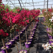 Fournisseur/ Producteur / Conteneur / LAGERSTROEMIA , INDICA BORDEAUX, RHAPSODY IN PINK, RED IMPERATOR, CATAWBA , DYNAMITE, INDIYA CHARMS®, ROSEA ,