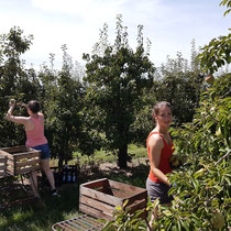 Leonie und Monika bei der Ernte. Für die Ernte verwenden wir kleine Kisten und Pflückschlitten.