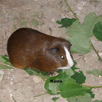 Kevin