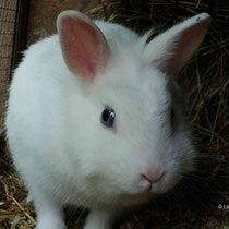 Eleanor