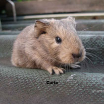 Caria