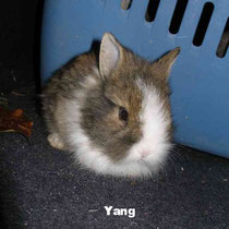 Yang