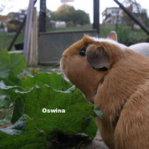 Oswina