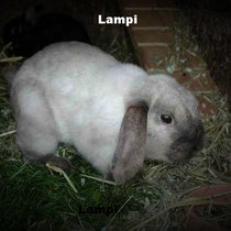 Lampi