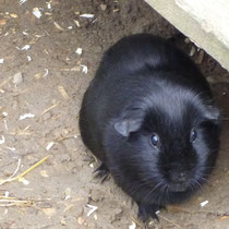 Black Beauty