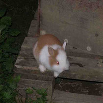 Junges von Holly