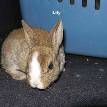 Lily
