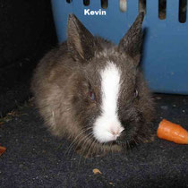 Kevin