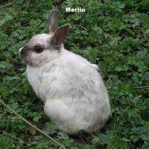Merlin