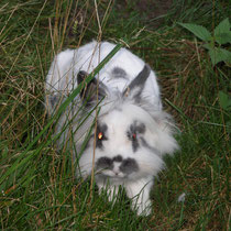 Idefix