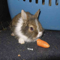 Ying