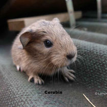Cerubin