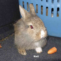 Neil