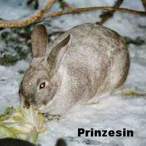 Prinzesin