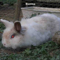 Domino