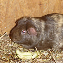 Whisky