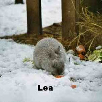 Lea