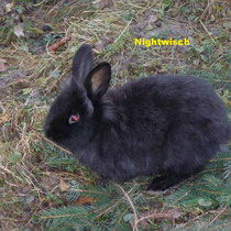 Nightwisch