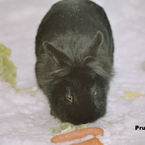 Prue