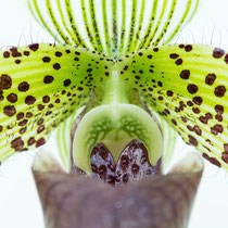 Orchidee; Foto: Inge Straub