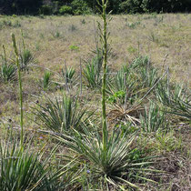 Yucca necopina © brentano