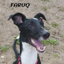 FARUQ