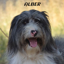 ALBER