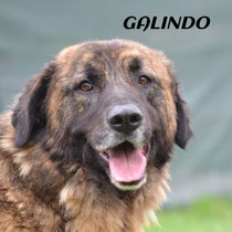 GALINDO