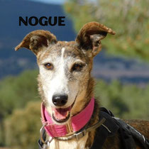 NOGUE