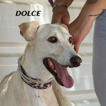 DOLCE