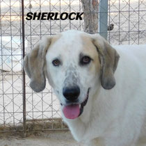 SHERLOCK
