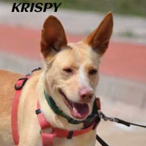 KRISPY