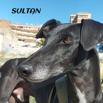 SULTAN