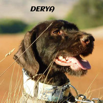 DERYA