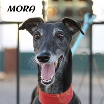 MORA