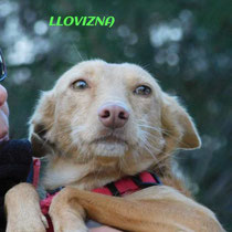 LLOVIZNA