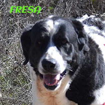 FRESA