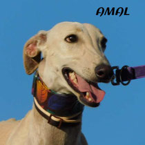 AMAL
