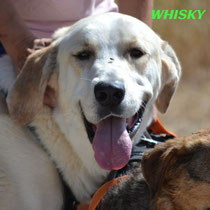 WHISKY