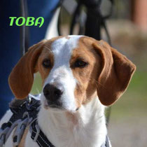 TOBA