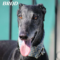 BRAD