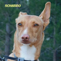 SOMBRA