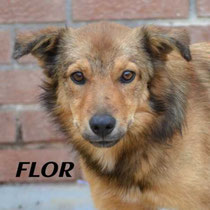 FLOR